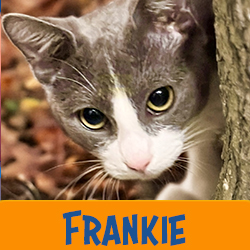 Frankie