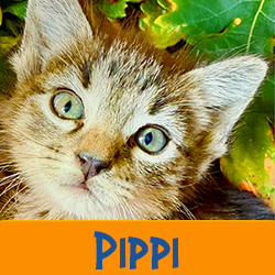 Pippi