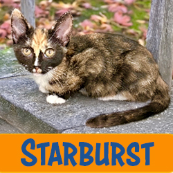 Starburst